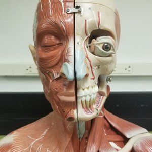 Meet your Posher, Laila